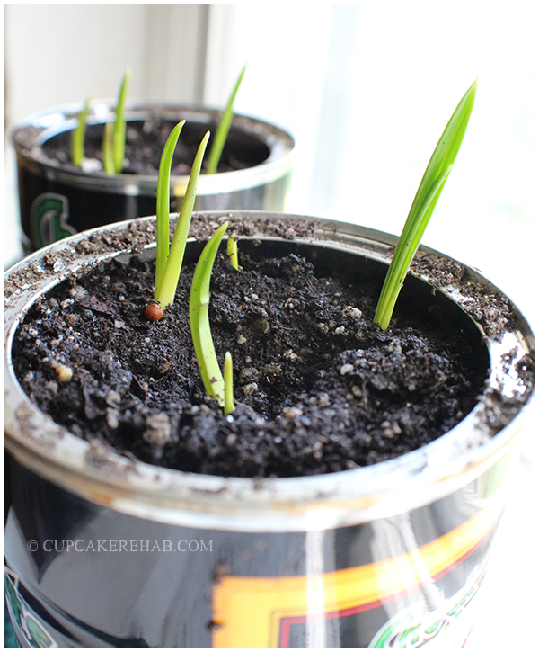 Grow your own garlic... on your windowsill!