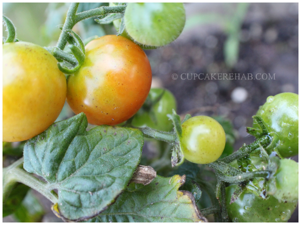 Pretty little tomatoes!
