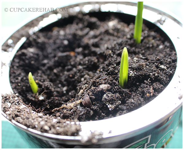 How to grow your own garlic, indoors... in a coffee can!