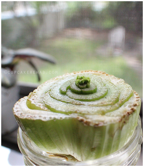 Grow your own celery, from scraps!