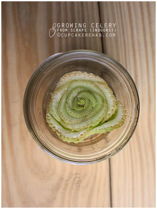 Grow celery from scraps. Even indoors!