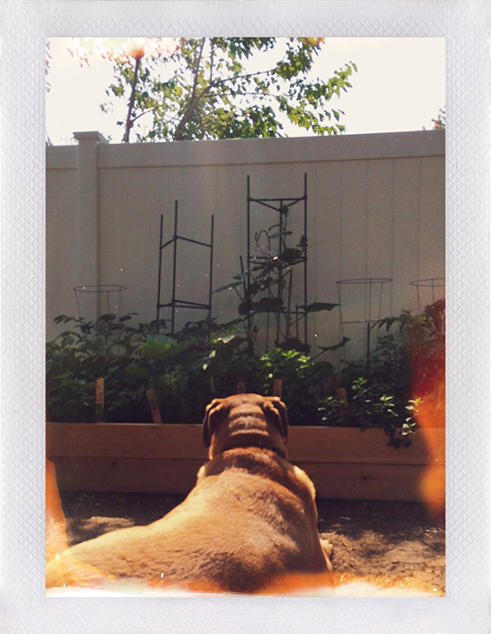 Indy: the garden protector.
