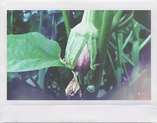 Fairytale eggplant, homegrown.