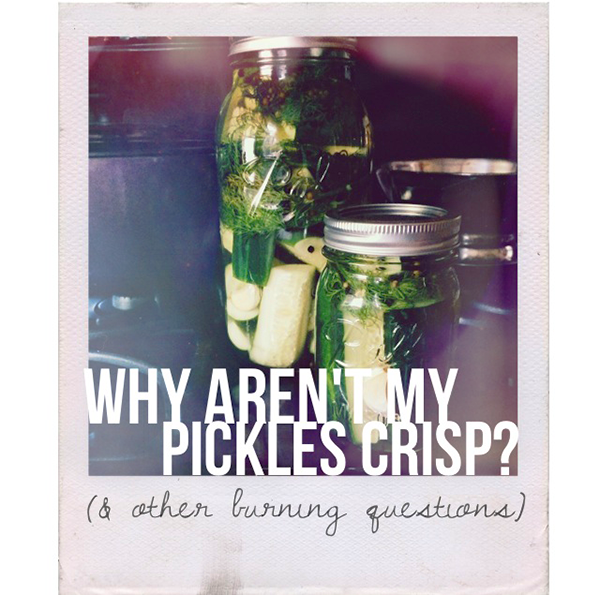 Why aren't my pickles crisp? And other burning questions- answered!