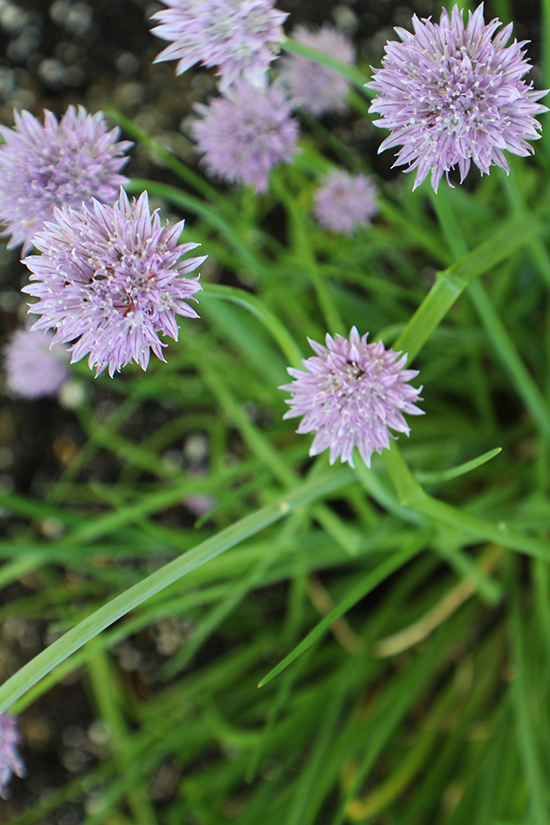 Chives.