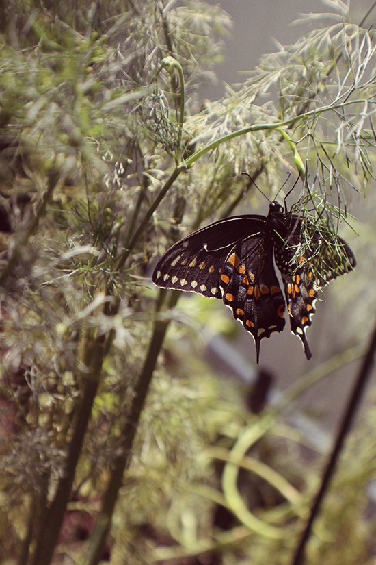 Black Swallowtail butterfly in my garden.