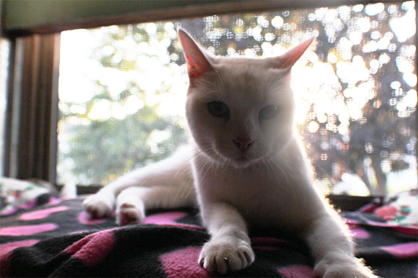 Snowflake in the window (click through for homemade cat treats & more!)